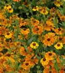 Garten-Sonnenbraut - Helenium x cult.'Waltraud'