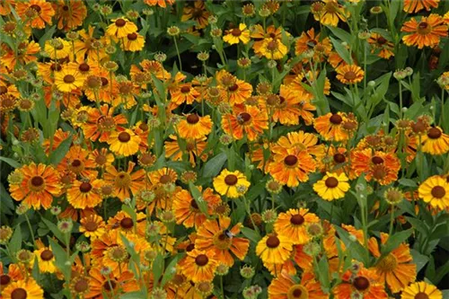 Garten-Sonnenbraut - Helenium x cult.'Waltraud'