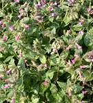 Großgeflecktes Garten-Lungenkraut - Pulmonaria saccharata 'Mrs Moon'