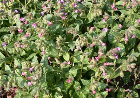 Pulmonaria saccharata 'Mrs Moon' - Großgeflecktes Garten-Lungenkraut