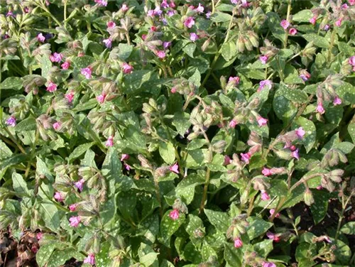 Großgeflecktes Garten-Lungenkraut - Pulmonaria saccharata 'Mrs Moon'