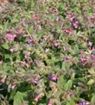 Großgeflecktes Garten-Lungenkraut - Pulmonaria saccharata 'Mrs Moon'