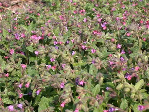 Großgeflecktes Garten-Lungenkraut - Pulmonaria saccharata 'Mrs Moon'