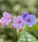 Großgeflecktes Garten-Lungenkraut - Pulmonaria saccharata 'Mrs Moon'