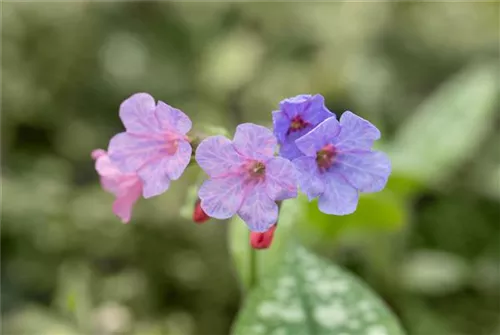 Großgeflecktes Garten-Lungenkraut - Pulmonaria saccharata 'Mrs Moon'