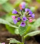 Großgeflecktes Garten-Lungenkraut - Pulmonaria saccharata 'Mrs Moon'