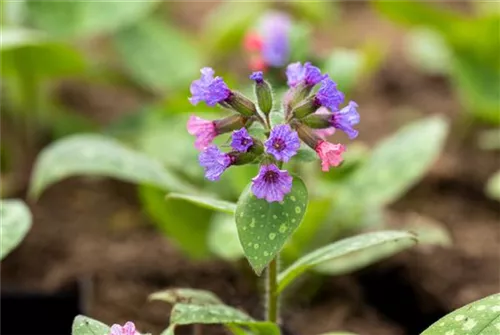 Großgeflecktes Garten-Lungenkraut - Pulmonaria saccharata 'Mrs Moon'