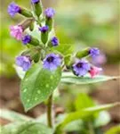 Großgeflecktes Garten-Lungenkraut - Pulmonaria saccharata 'Mrs Moon'