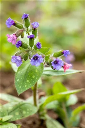 Großgeflecktes Garten-Lungenkraut - Pulmonaria saccharata 'Mrs Moon'