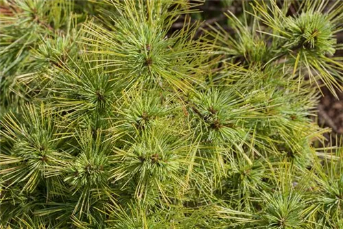 Kissenkiefer 'Minima' - Pinus strobus 'Minima'