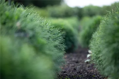 Kissenkiefer 'Minima' - Pinus strobus 'Minima'