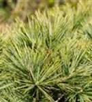 Kissenkiefer 'Minima' - Pinus strobus 'Minima'