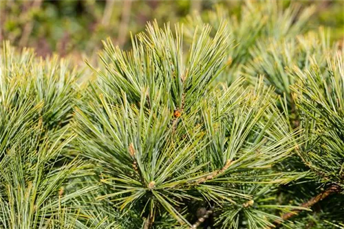 Kissenkiefer 'Minima' - Pinus strobus 'Minima'