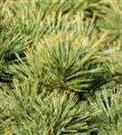 Kissenkiefer 'Minima' - Pinus strobus 'Minima'