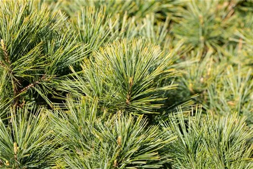 Kissenkiefer 'Minima' - Pinus strobus 'Minima'