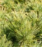 Kissenkiefer 'Minima' - Pinus strobus 'Minima'