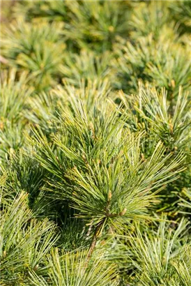 Kissenkiefer 'Minima' - Pinus strobus 'Minima'