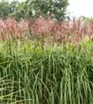 Garten-Chinaschilf, Garten-Landschilf - Miscanthus sinensis 'Rotsilber'