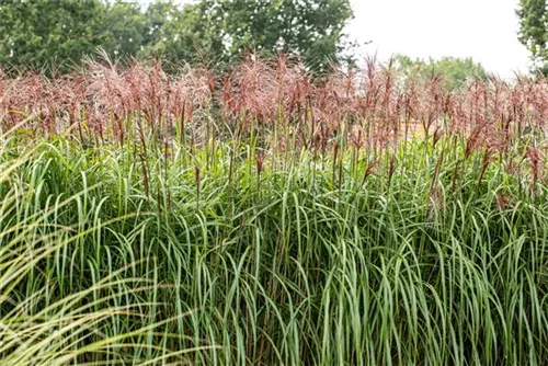 Garten-Chinaschilf, Garten-Landschilf - Miscanthus sinensis 'Rotsilber'