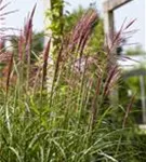 Garten-Chinaschilf, Garten-Landschilf - Miscanthus sinensis 'Rotsilber'