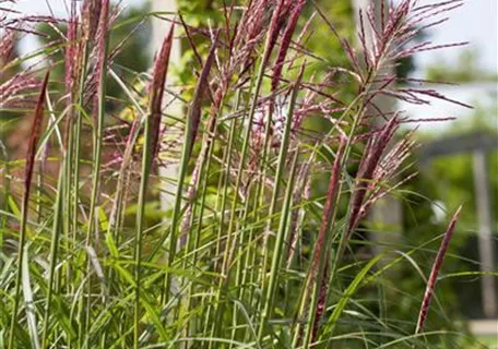 Miscanthus sinensis 'Rotsilber' - Garten-Chinaschilf, Garten-Landschilf