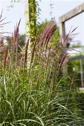 Garten-Chinaschilf, Garten-Landschilf - Miscanthus sinensis 'Rotsilber'