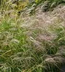 Garten-Chinaschilf, Garten-Landschilf - Miscanthus sinensis 'Rotsilber'