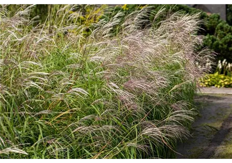 Miscanthus sinensis 'Silberfeder' - Garten-Chinaschilf, Garten-Landschilf