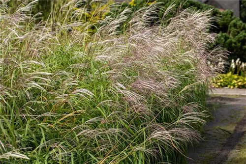 Garten-Chinaschilf, Garten-Landschilf - Miscanthus sinensis 'Silberfeder'