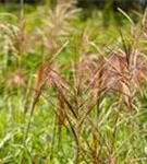 Garten-Chinaschilf, Garten-Landschilf - Miscanthus sinensis 'Rotsilber'