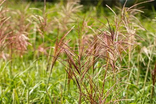 Garten-Chinaschilf, Garten-Landschilf - Miscanthus sinensis 'Rotsilber'