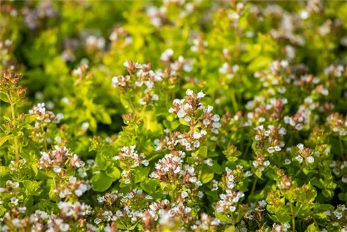 Garten-Dost - Origanum vulgare 'Thumbles'