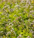 Garten-Dost - Origanum vulgare 'Thumbles'