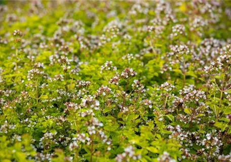 Origanum vulgare 'Thumbles' - Garten-Dost