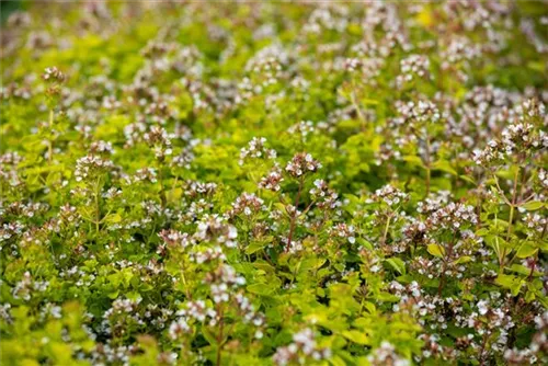 Garten-Dost - Origanum vulgare 'Thumbles'