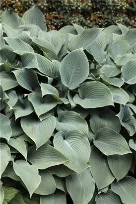 Große Blaublatt-Garten-Funkie - Hosta sieboldiana 'Elegans'