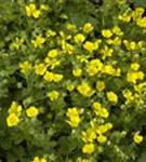 Zottiges Fingerkraut - Potentilla crantzii