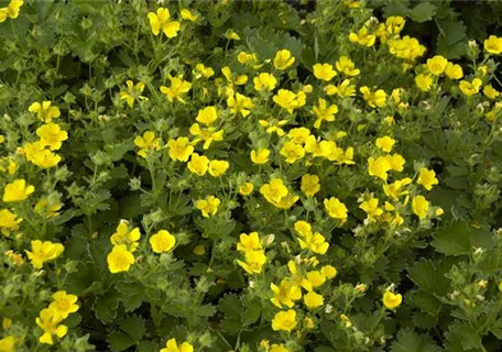 Potentilla crantzii - Zottiges Fingerkraut