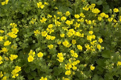 Zottiges Fingerkraut - Potentilla crantzii