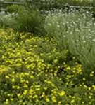 Großblütiges Fingerkraut - Potentilla megalantha