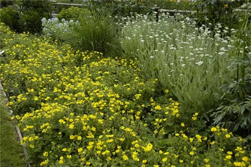 Großblütiges Fingerkraut - Potentilla megalantha