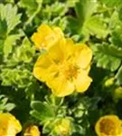 Großblütiges Fingerkraut - Potentilla megalantha