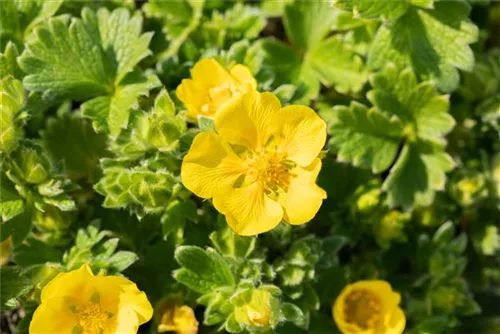 Großblütiges Fingerkraut - Potentilla megalantha