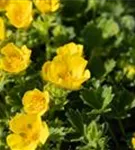 Großblütiges Fingerkraut - Potentilla megalantha