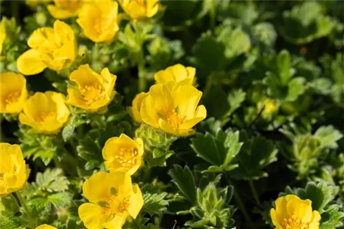 Großblütiges Fingerkraut - Potentilla megalantha