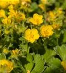 Großblütiges Fingerkraut - Potentilla megalantha