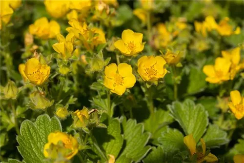 Großblütiges Fingerkraut - Potentilla megalantha