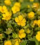 Großblütiges Fingerkraut - Potentilla megalantha