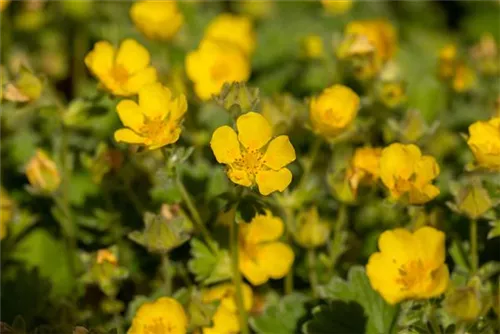 Großblütiges Fingerkraut - Potentilla megalantha