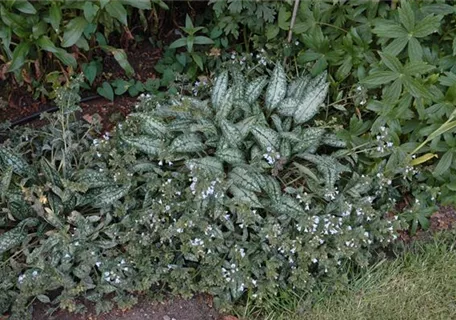 Pulmonaria saccharata 'Opal' - Großgeflecktes Garten-Lungenkraut